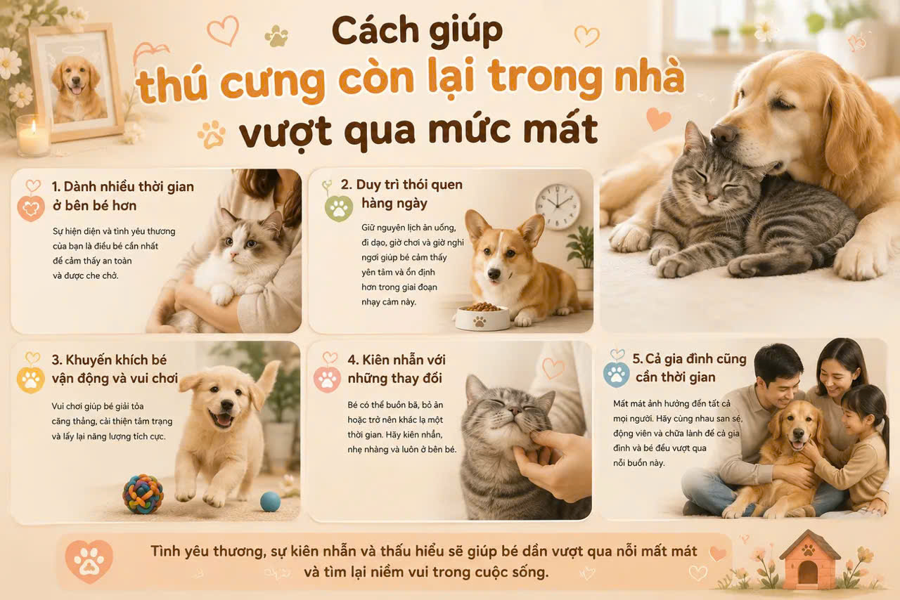 Cách giúp thú cưng còn lại trong nhà vượt qua mất mát